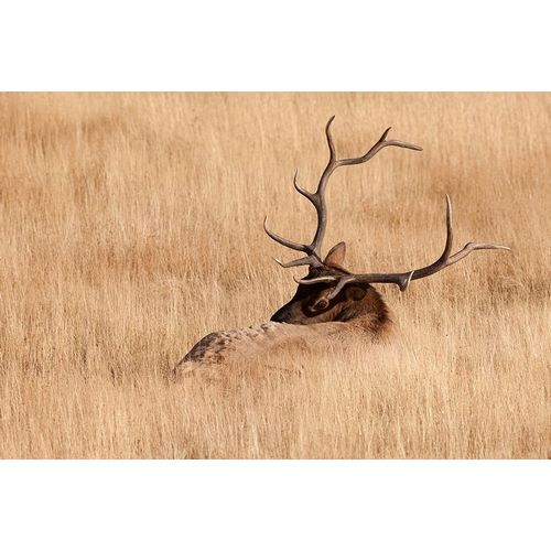 WY-Yellowstone National Park-Bull Elk-in meadow-(Cervus elaphus)